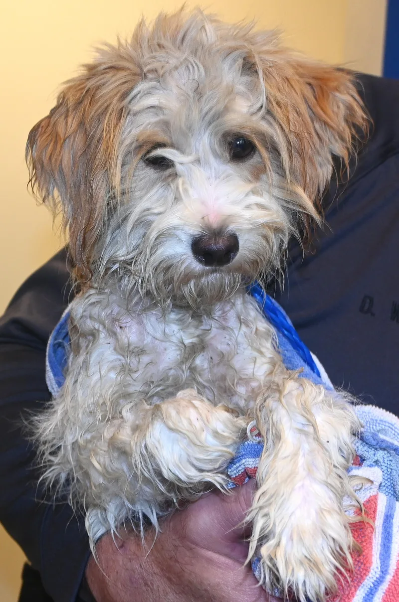 An adult small-sized female Poodle dog named 22780 for adoption in Broken Arrow, OK