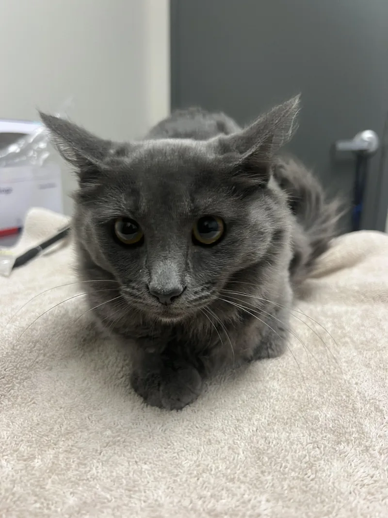 A baby medium-sized female Domestic Long Hair cat named Coraline for adoption in Chico, CA