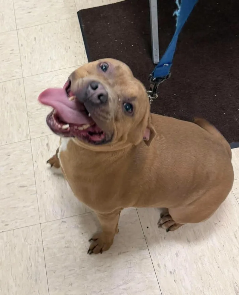 An adult medium-sized male Brown / Chocolate Mixed Breed dog named Henry for adoption in Elyria, OH