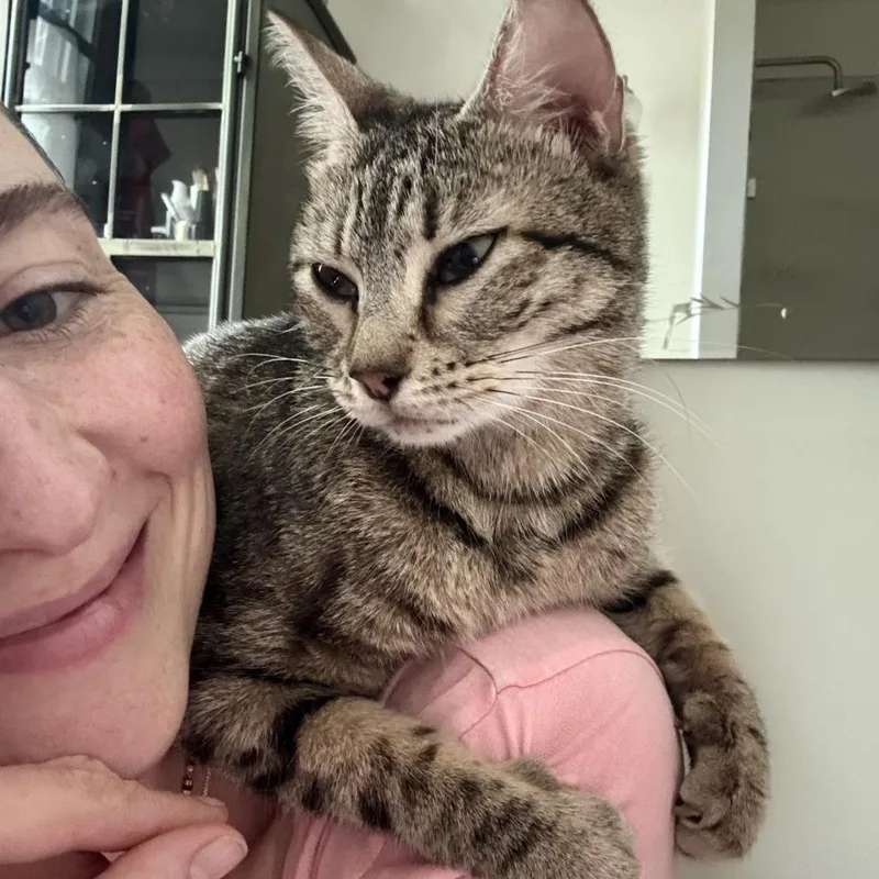 An adult medium-sized female Gray / Blue / Silver Domestic Short Hair cat named Pudding for adoption in Philadelphia, PA