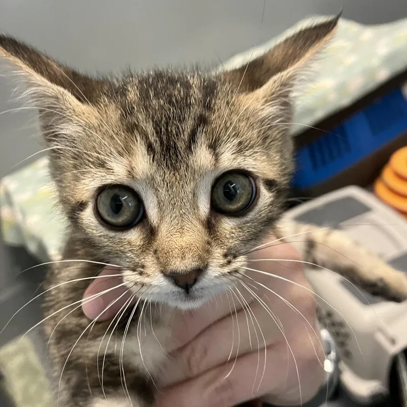 A baby small-sized female Brown / Chocolate Domestic Short Hair cat named Olive for adoption in Naples, FL