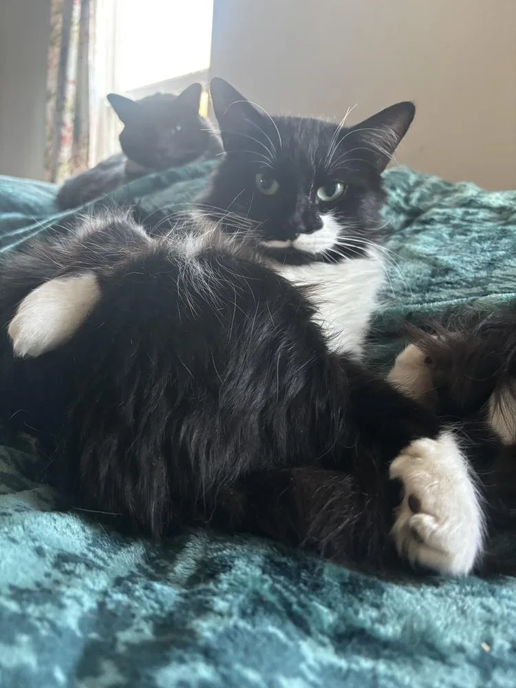 Gangster thumbnail 2