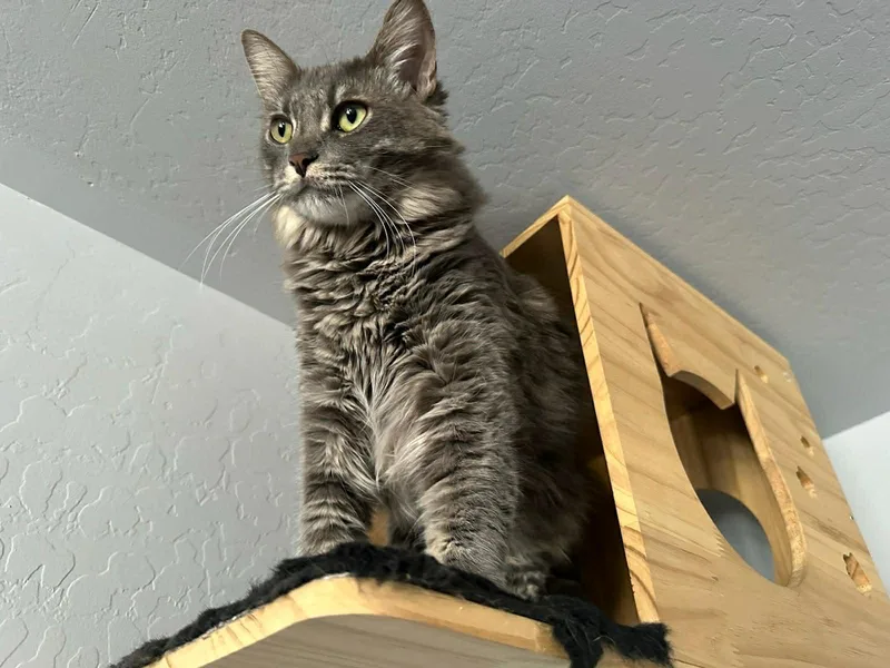 Chunky Aka Gordo thumbnail 2