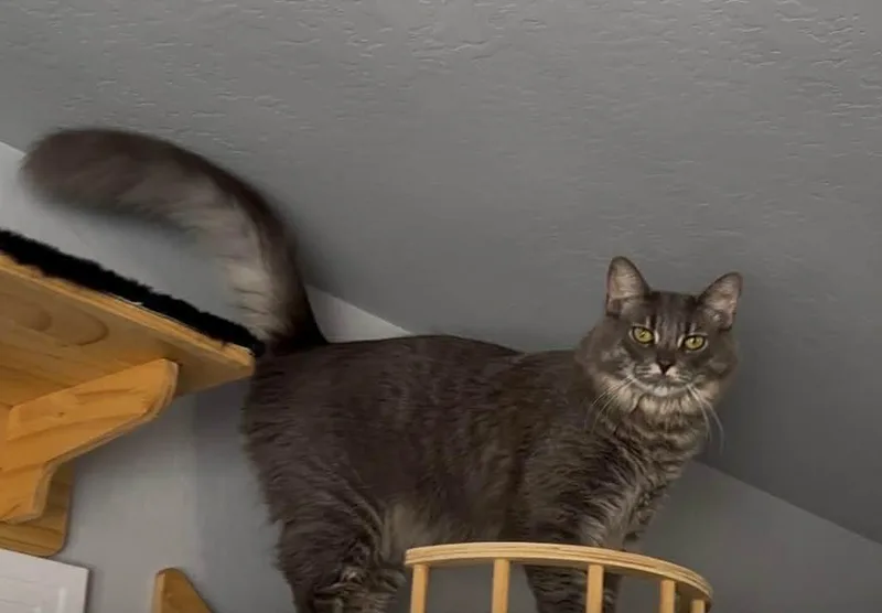 Chunky Aka Gordo thumbnail 3