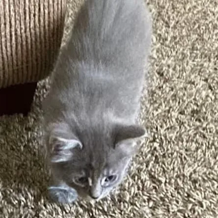 Chunky Aka Gordo thumbnail 4