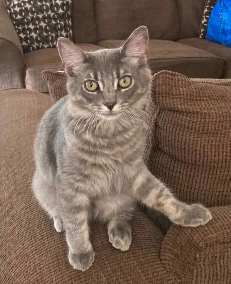 Chunky Aka Gordo thumbnail 5