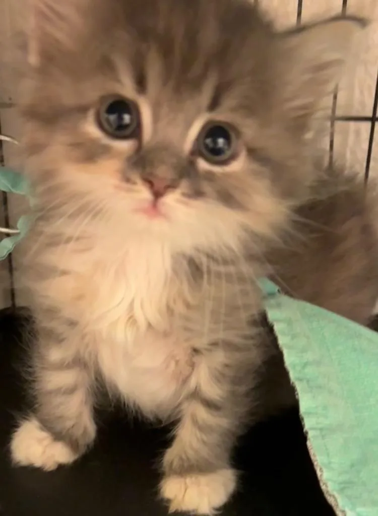 A baby small-sized female Domestic Long Hair cat named Cashmere for adoption in Elizabethton, TN