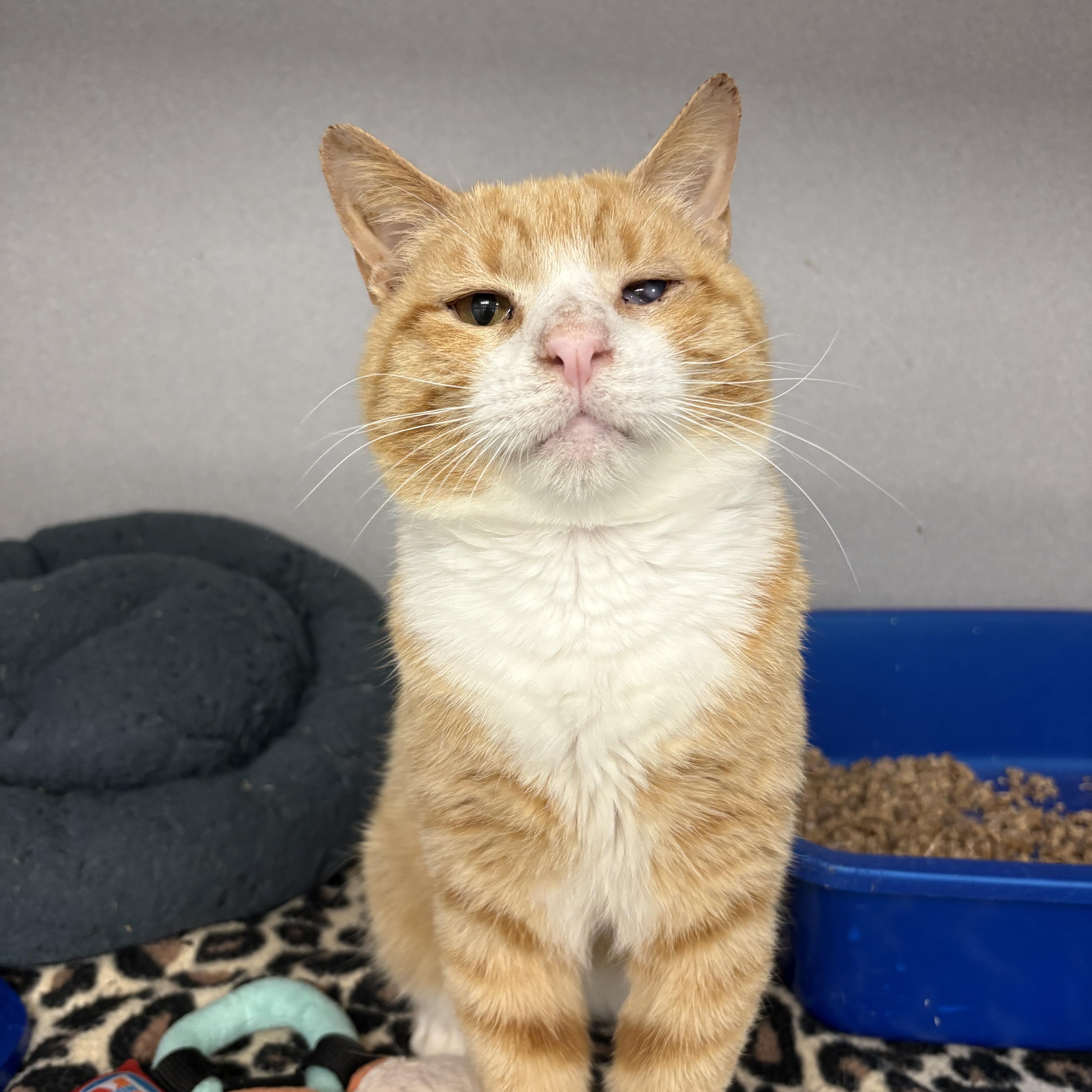 A young medium-sized male Orange & White Domestic Short Hair cat named Tacky for adoption in Bear, DE