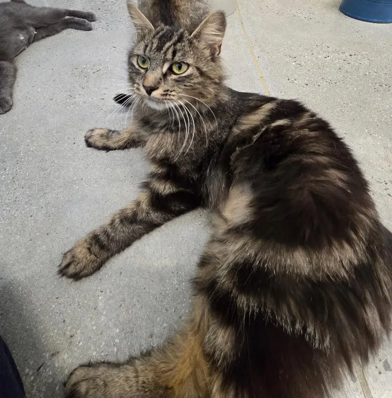 A young medium-sized female Tabby (Brown / Chocolate) Tabby cat named Marilu for adoption in New Rochelle, NY