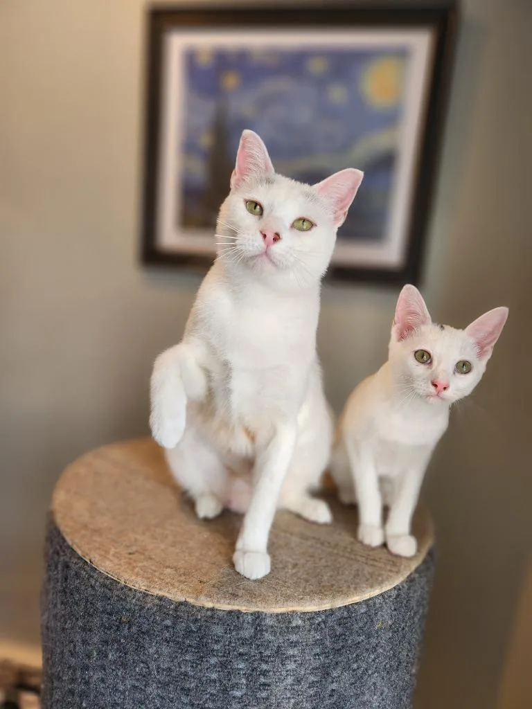 Biancha  Now Yue thumbnail 3