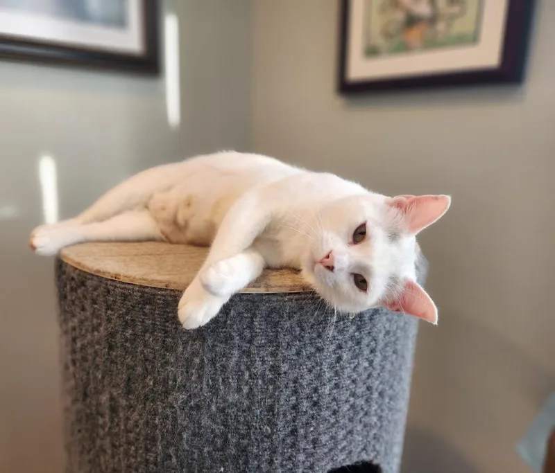 Biancha  Now Yue thumbnail 5