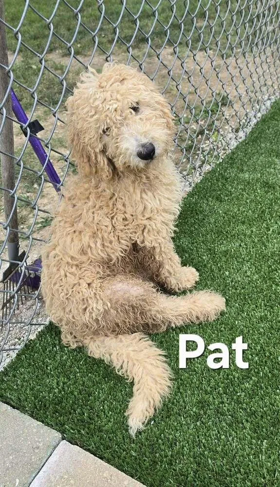 Pat thumbnail 3