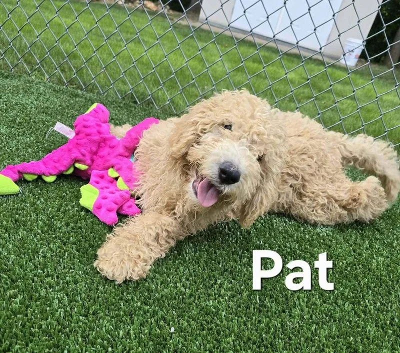 Pat thumbnail 4