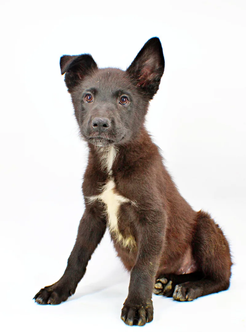 A baby large-sized male Border Collie dog named Manson for adoption in Morton Grove, IL