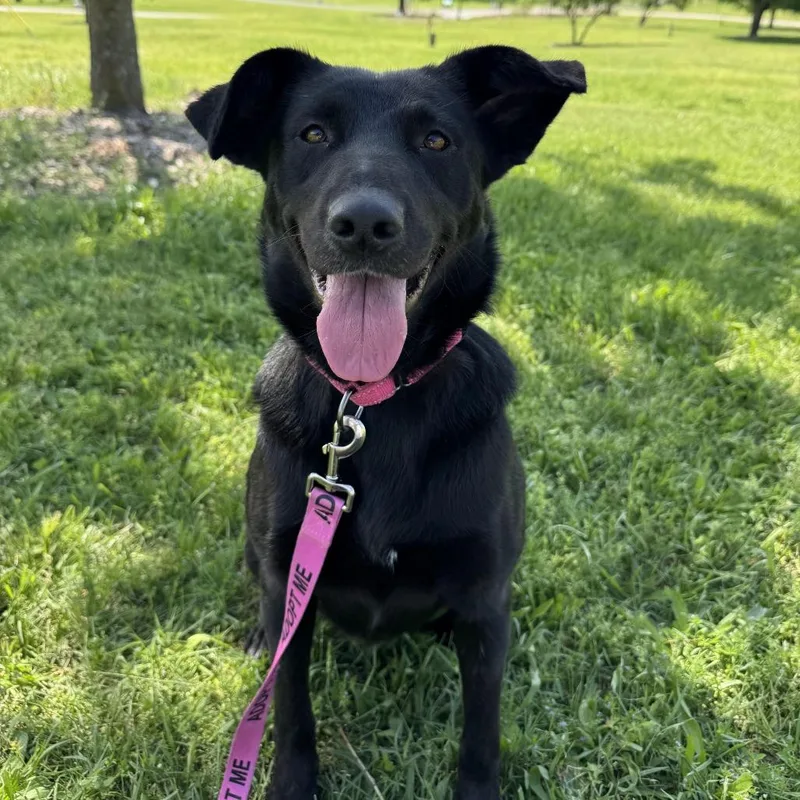 An adult small-sized female Black Mixed Breed dog named Ashleymay for adoption in Naperville, IL