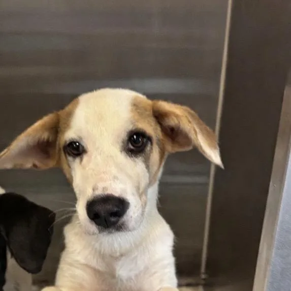 A baby small-sized female White / Cream Hound dog named Taylor Swift for adoption in Concord, NC