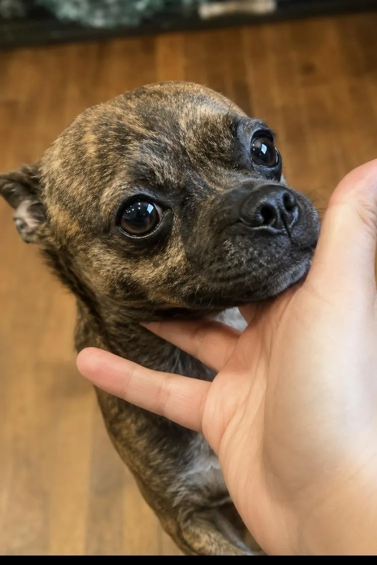 A young small-sized male Brindle Chihuahua dog named Peanut The tiny human for adoption in Houston, TX