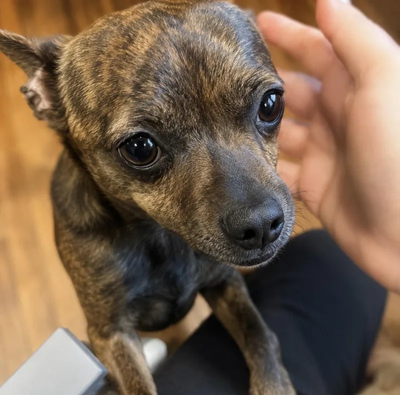 Peanut The tiny human thumbnail 5