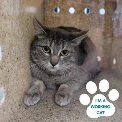 An adult medium-sized female Gray / Blue / Silver Domestic Short Hair cat named Eliza for adoption in Dubuque, IA