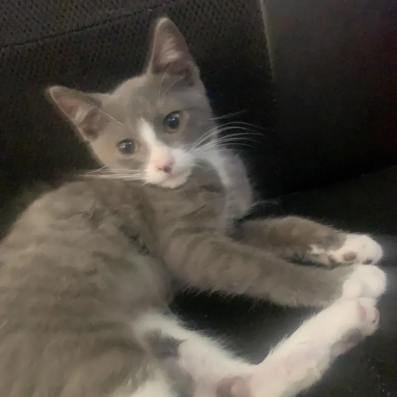 A baby small-sized male Gray / Blue / Silver Domestic Short Hair cat named Blue for adoption in Long Beach, CA