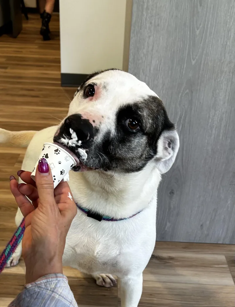 An adult large-sized male Brindle Mixed Breed dog named Gus for adoption in Reeds Spring, MO