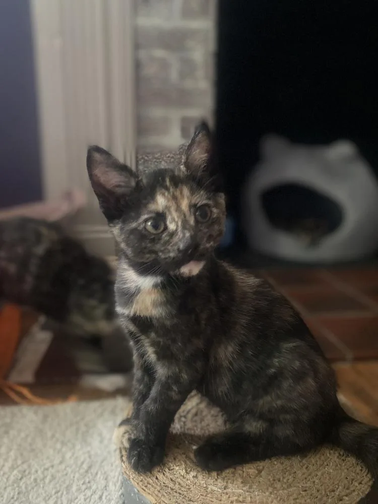 A baby small-sized female Domestic Short Hair cat named Celcius for adoption in Dayton, OH