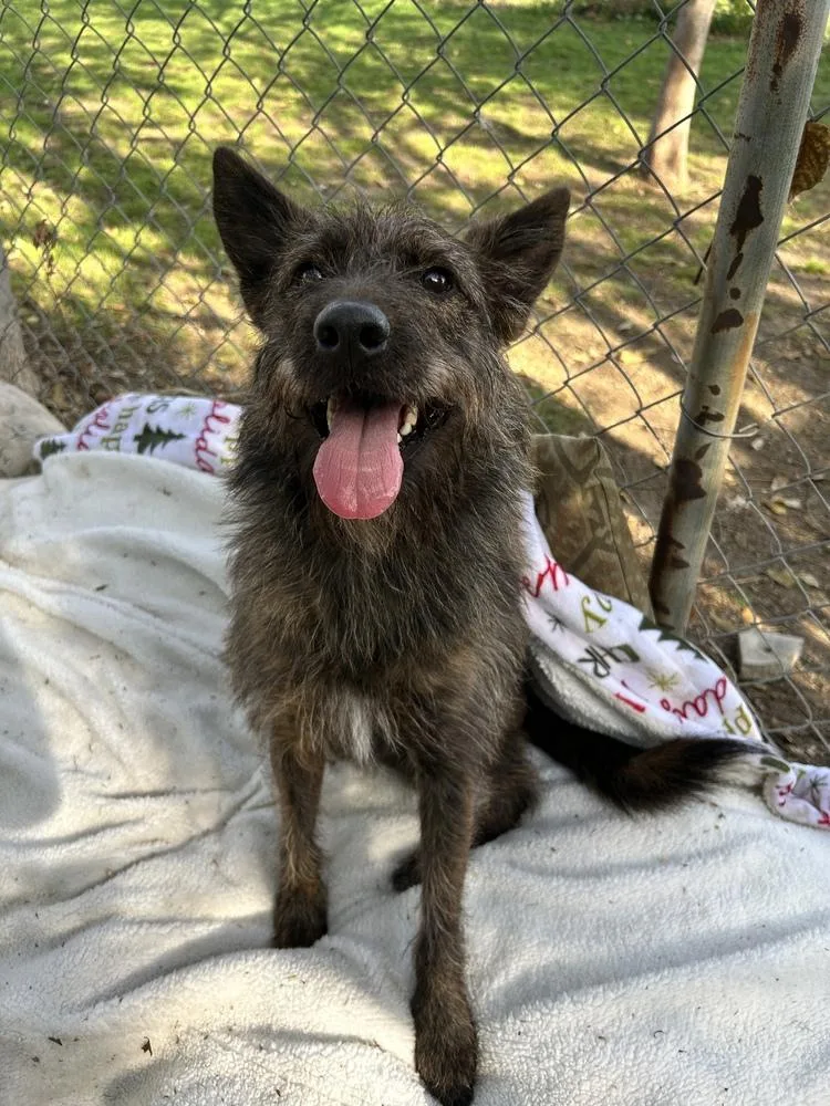 Cinnamon thumbnail 2