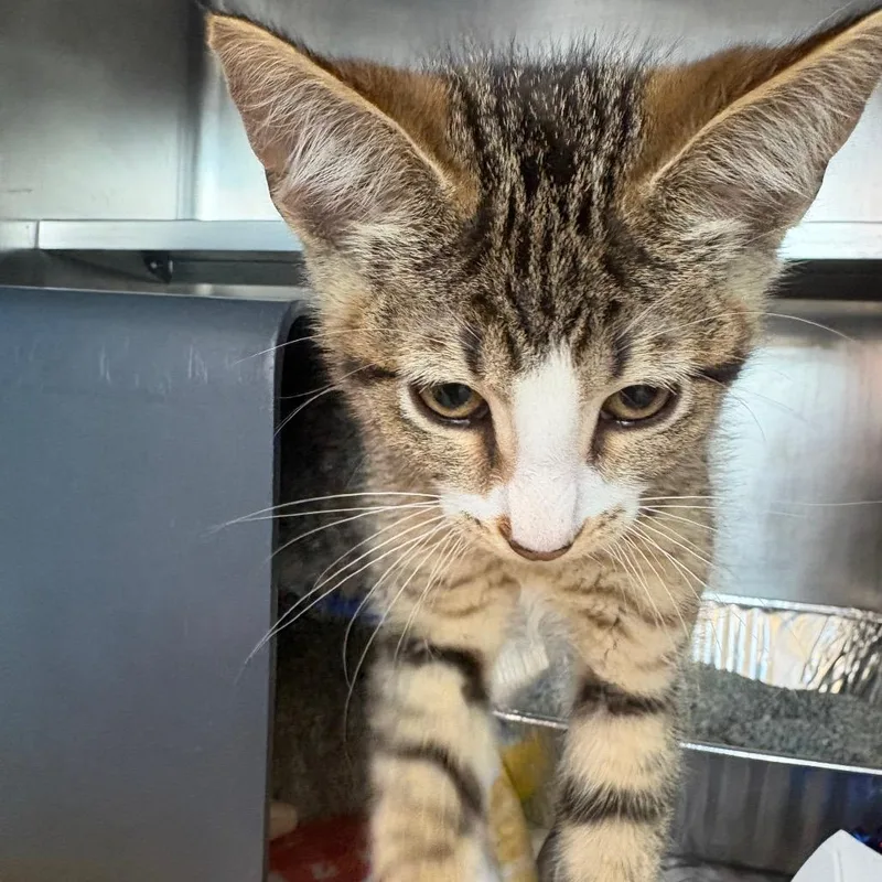 A baby small-sized male Lilac Point Domestic Short Hair cat named Tiger for adoption in Chicago, IL