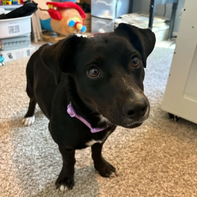 An adult medium-sized female Black Mixed Breed dog named Shorty for adoption in Overland Park, KS