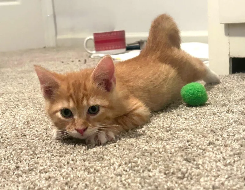 A baby medium-sized male Orange / Red Domestic Short Hair cat named Kirk for adoption in Rossville, TN