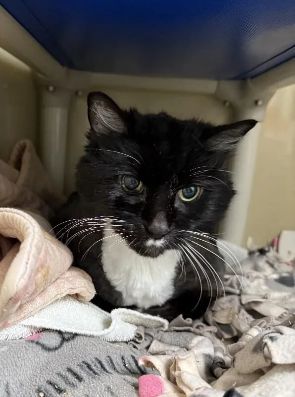 Tiramisu thumbnail 2