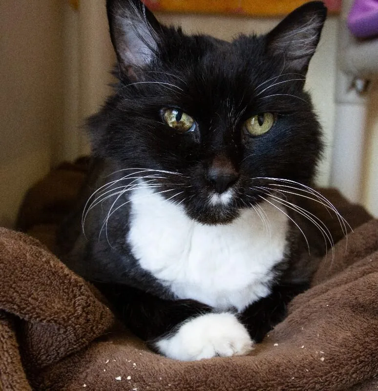 Tiramisu thumbnail 3