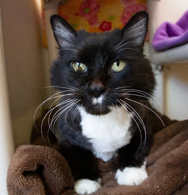 Tiramisu thumbnail 4