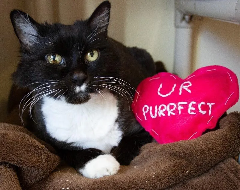 Tiramisu thumbnail 5