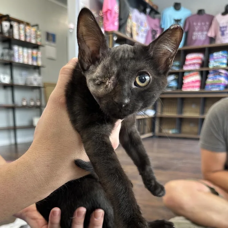 A young small-sized male Black Domestic Short Hair cat named Baby for adoption in Nashville, TN