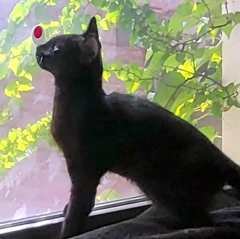 A baby small-sized male Black Domestic Short Hair cat named Hadron for adoption in Pittsburgh, PA