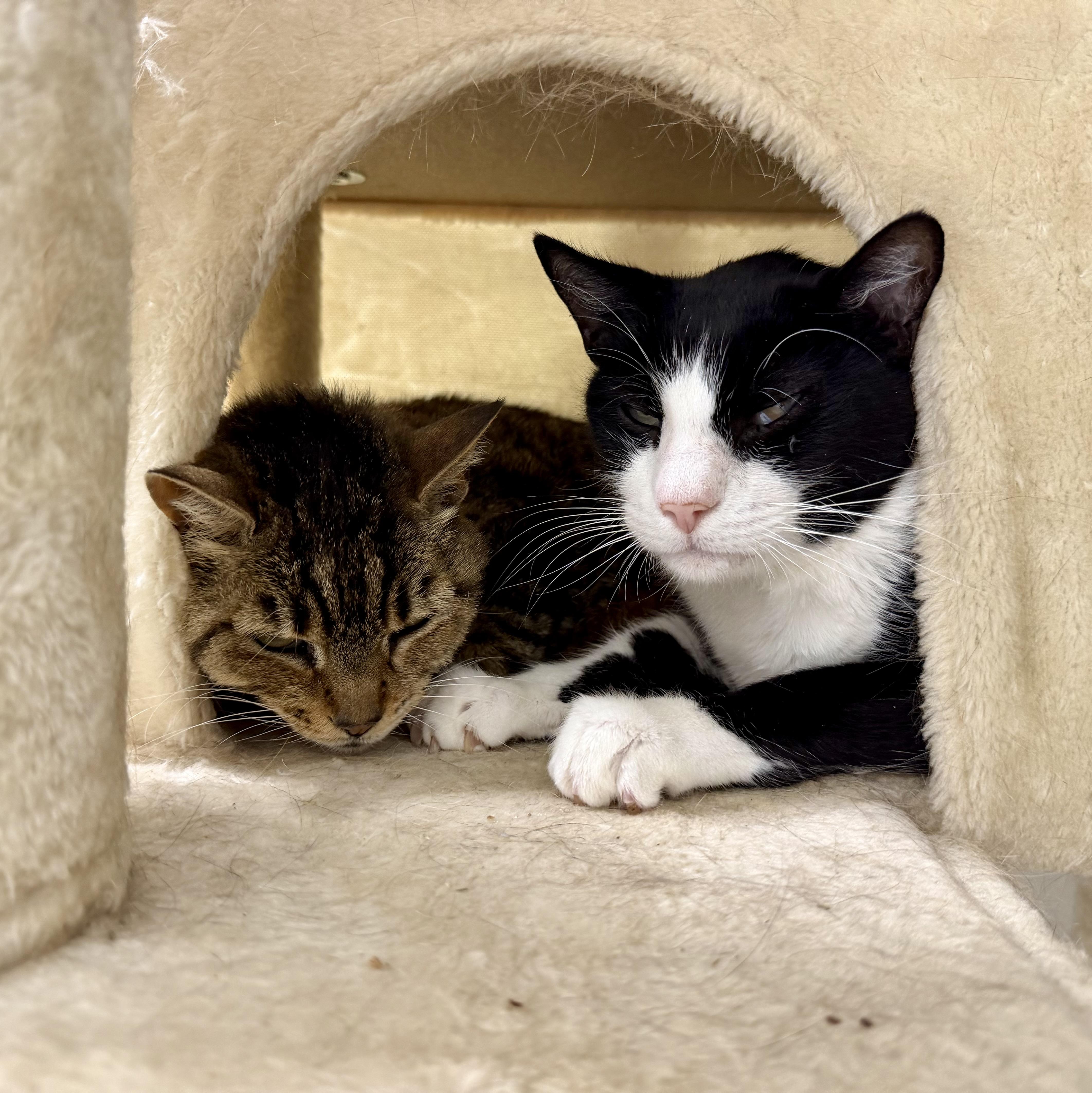 A senior medium-sized male Black & White / Tuxedo Domestic Short Hair cat named Felix for adoption in Sonora, CA