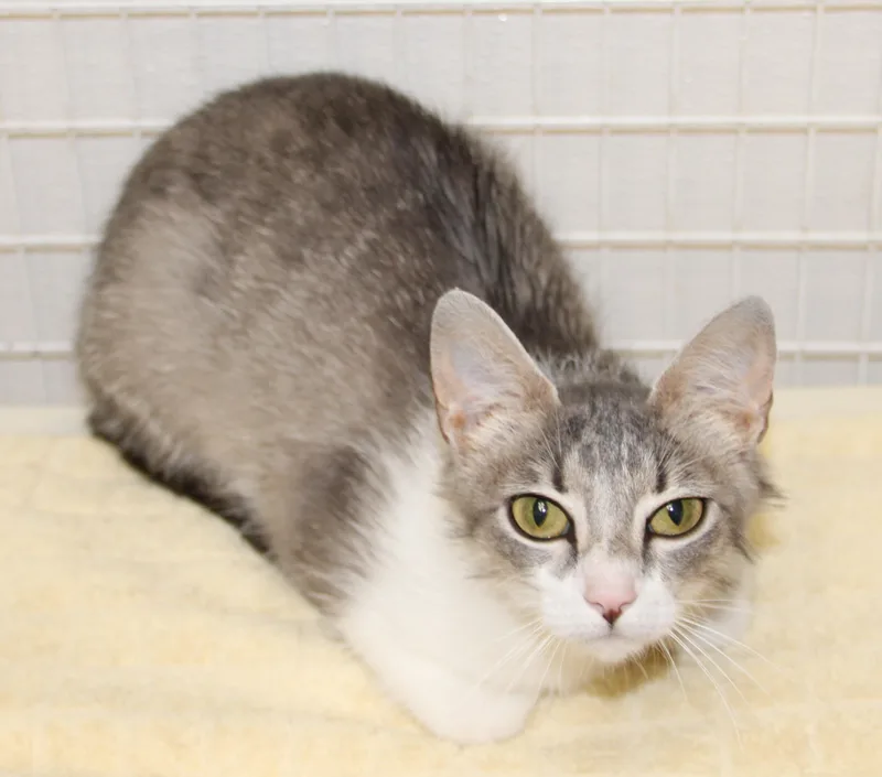 A young medium-sized female Tabby (Gray / Blue / Silver) Domestic Short Hair cat named Flower for adoption in Medfield, MA