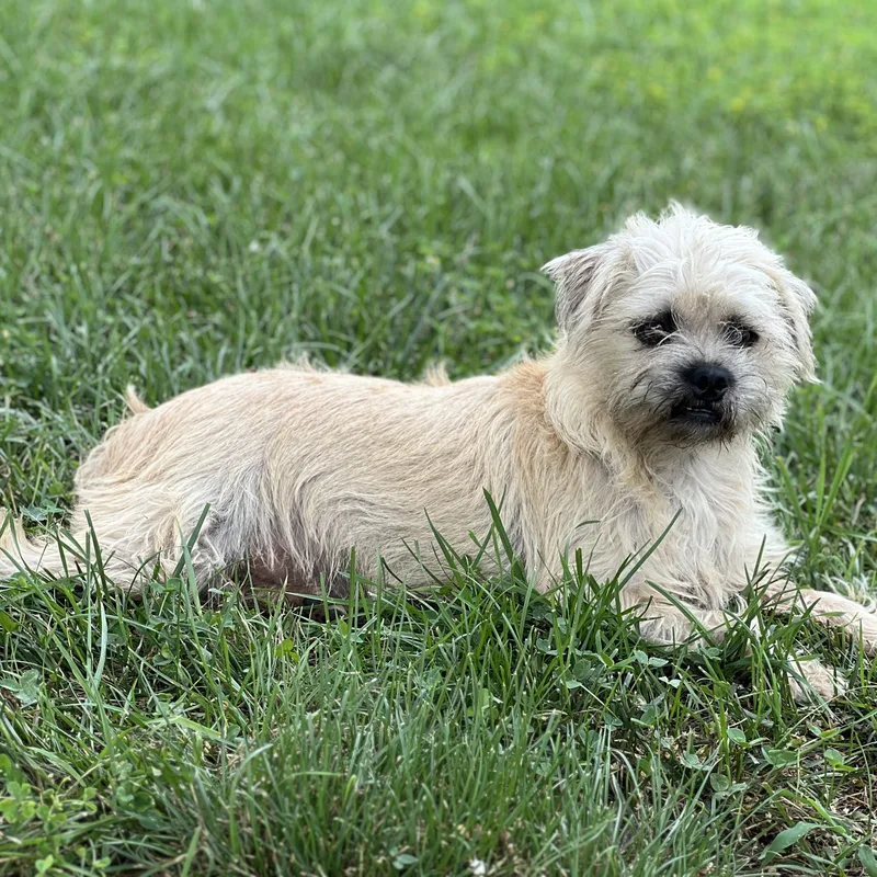 A young small-sized male Terrier dog named Ray for adoption in Hughesville, MD