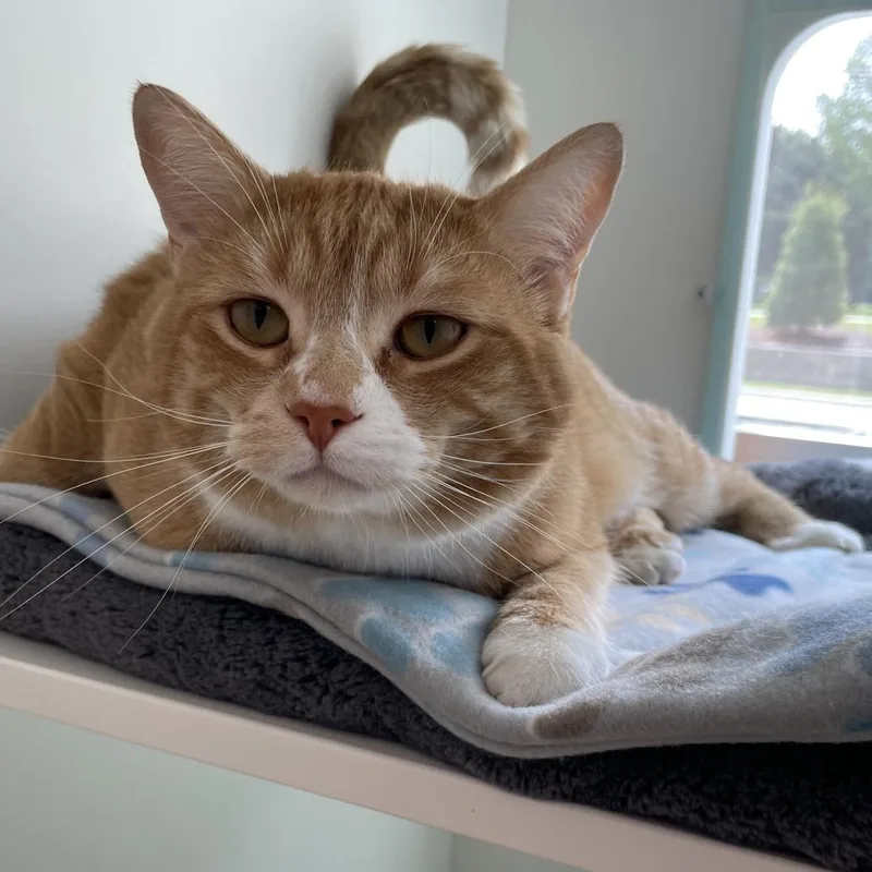 An adult extra large-sized male Orange / Red Domestic Short Hair cat named Big Cheddar for adoption in Downers Grove, IL