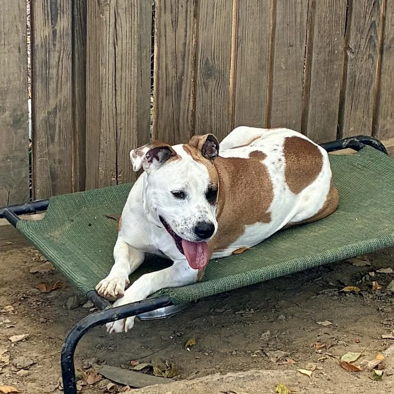 A young medium-sized female Boxer dog named Hazel for adoption in Cordova, TN