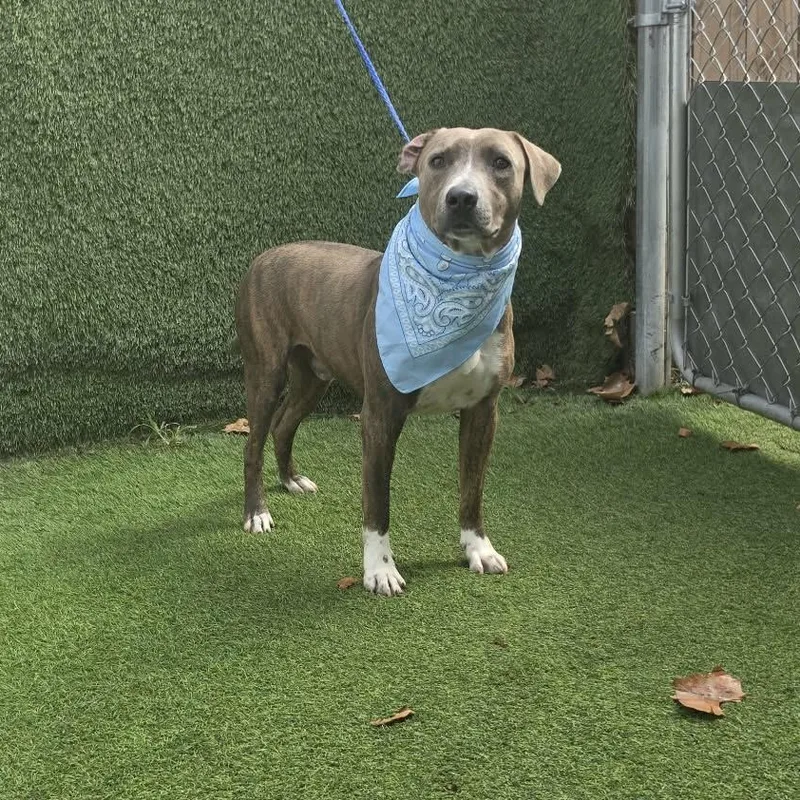 An adult medium-sized male Brindle Pit Bull Terrier dog named Ash for adoption in Oak Point, TX
