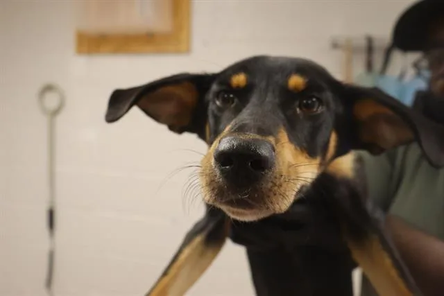 A young small-sized male Mixed Breed dog named Bosco for adoption in Columbia, SC