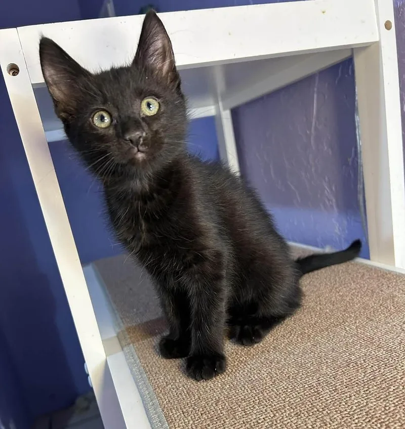 A baby small-sized female Black Domestic Short Hair cat named Makemake for adoption in tucson, AZ