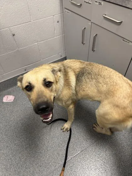 An adult medium-sized female Mixed Breed dog named Camela for adoption in Sevierville, TN