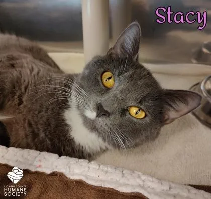 An adult small-sized female Domestic Short Hair cat named Stacy for adoption in Heath, OH