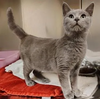 Chandler thumbnail 2