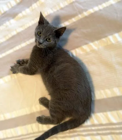 Chandler thumbnail 3