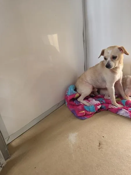 A young small-sized male Chihuahua dog named King for adoption in Cleveland, TN