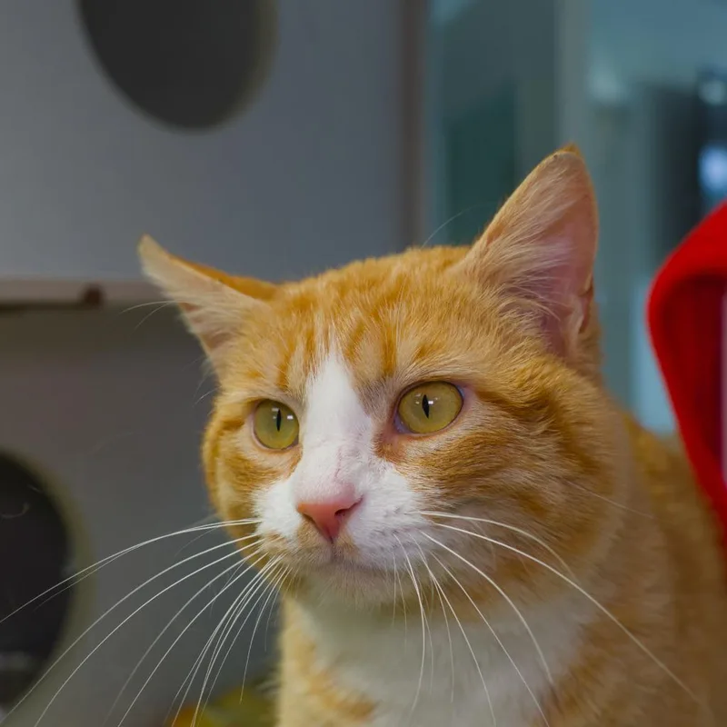 An adult medium-sized male Domestic Short Hair cat named Max for adoption in Shoreline, WA